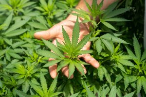Wie Cloud-ERP den Anbau von Cannabis unterstützen kann